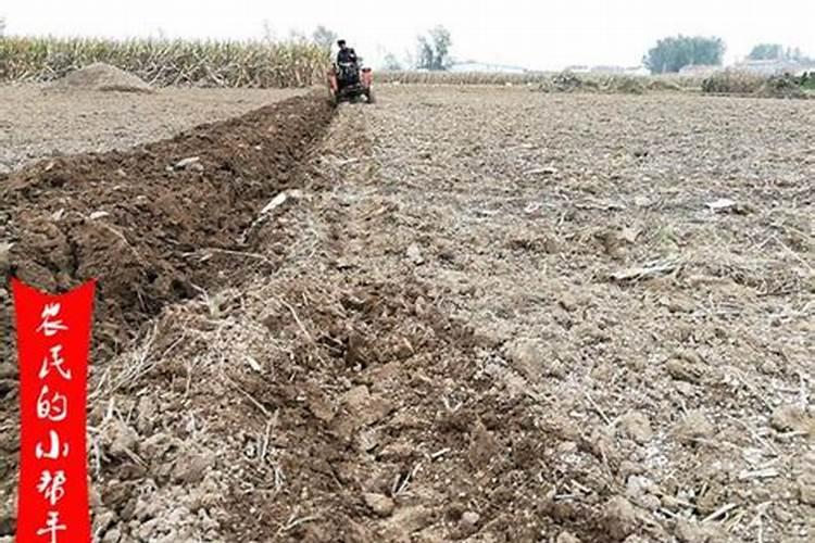 亩产1500斤的小麦底肥施多少 亩产1500斤的小麦底肥怎么施加