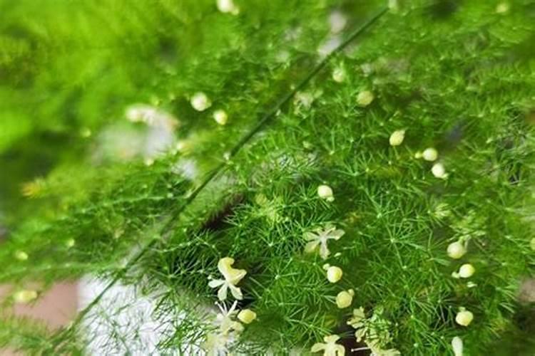 施肥可以用速效复合肥吗 文竹施什么肥料好