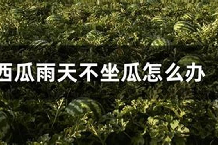 露地西瓜遇连续阴雨天,有什么办法解决口感与甜度？