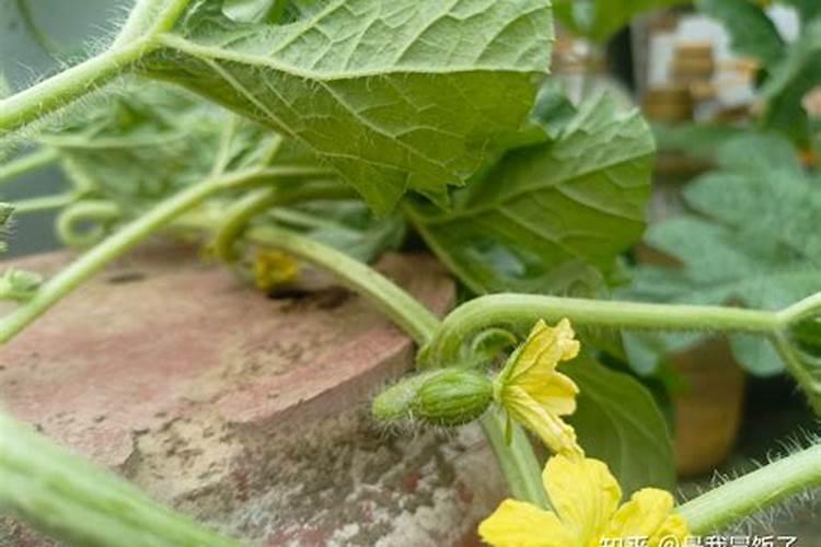 东北露天种植酉瓜枝术