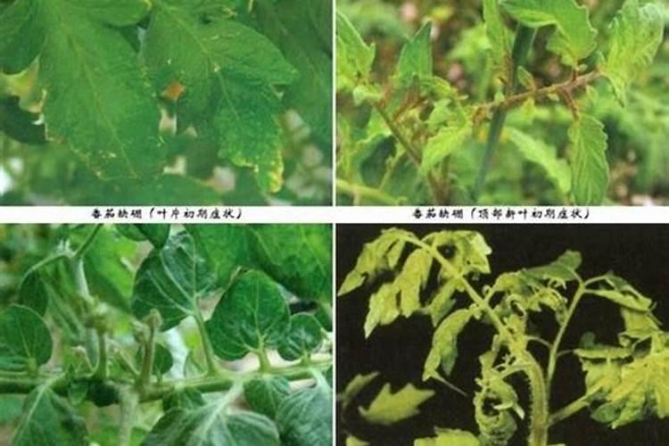 番茄没红就开始烂是怎么回事