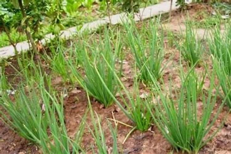 小葱用什么肥料长得快(种小葱需要喷施什么叶面肥)