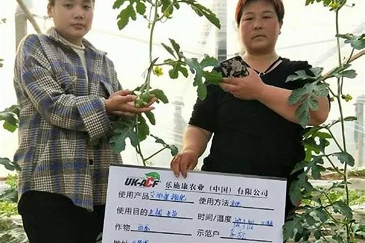 西瓜地膜加小拱棚栽培技术