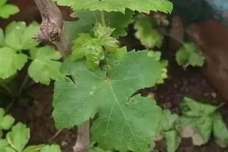 氮气用于制氮肥是化学性质吗