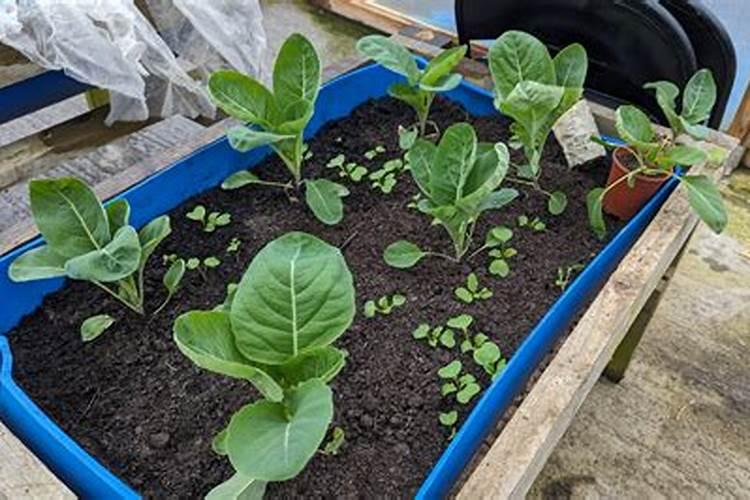 西兰花的花语是什么？