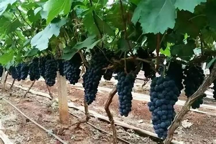 苗木移栽如何快速生根？新苗移栽缓苗快的方法和技巧!