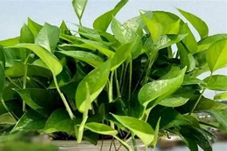 水养绿萝施什么肥料长得快