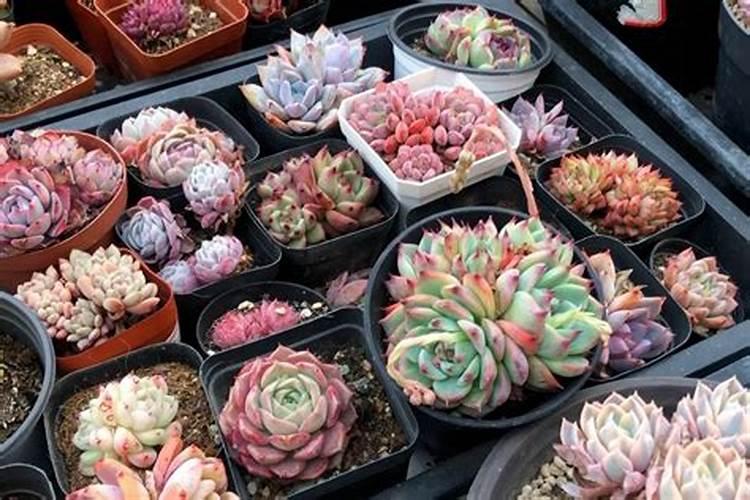 菌碳双补水溶肥 牌子