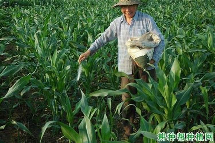 如何判断玉米种子的发芽率是否合格呢？