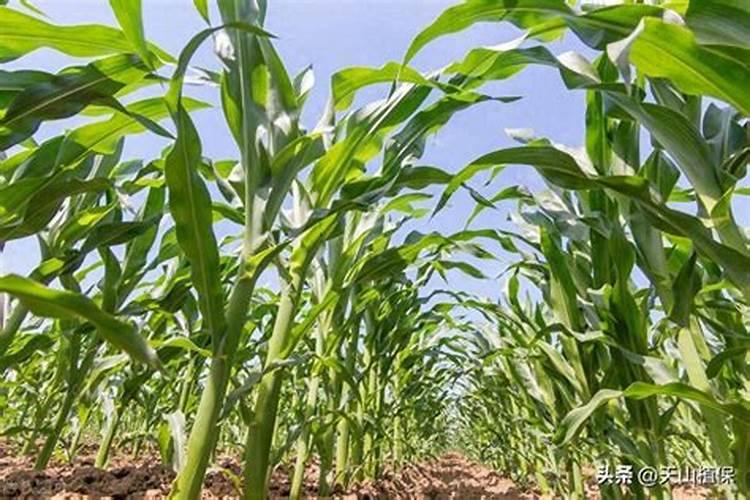 玉米要怎样施用种肥？