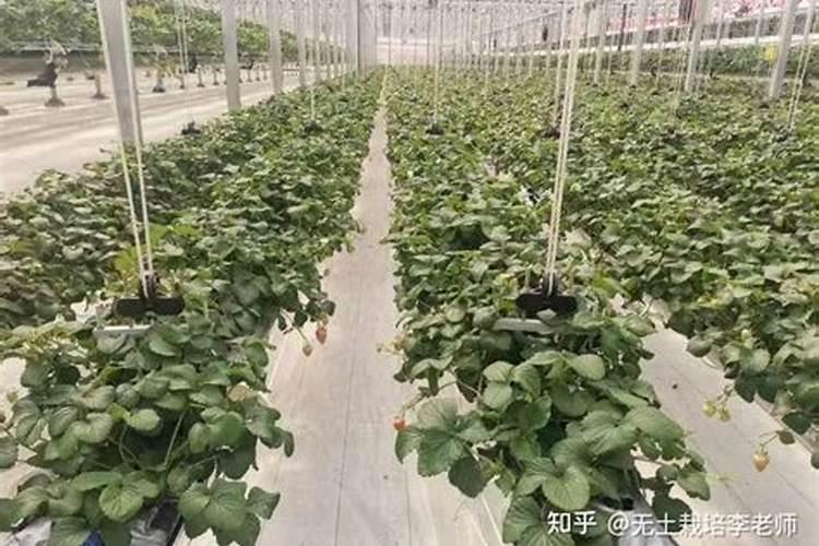 大棚,阴天的时候能冲肥吗？