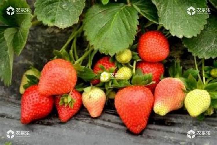 大棚草莓施肥方案什么时候施肥？