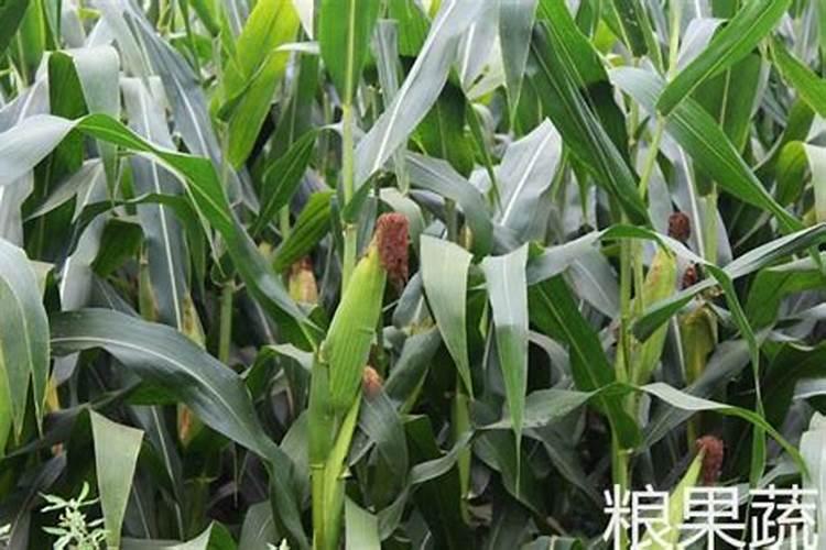 玉米追肥深度多少最佳