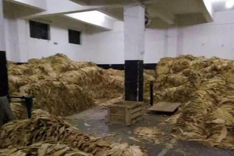 烤烟种植技术与方法