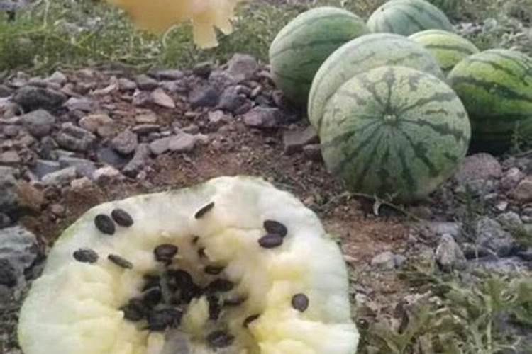 西瓜底肥定什么复合肥好？