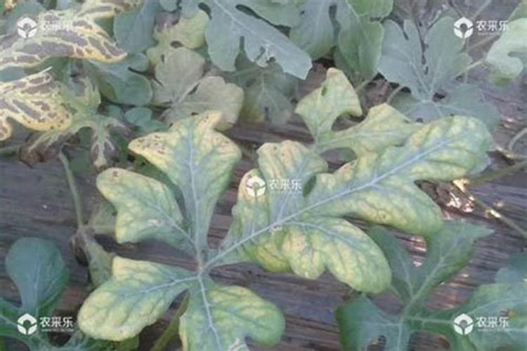 西瓜苗期用什么肥料好 西瓜应该怎么养殖