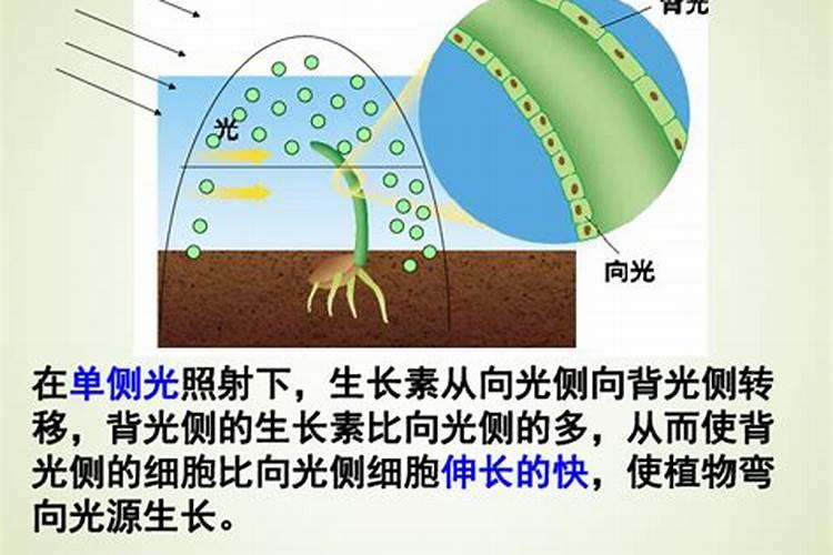 养宠经验:狗狗为什么要吃微量元素,不吃会怎样