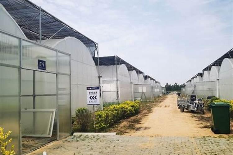 芒果成熟期出现有病害,炭疽病,白粉病,到底用什么药肥？