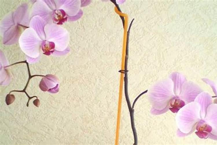 蝴蝶兰用什么养护花箭花朵蹭蹭冒