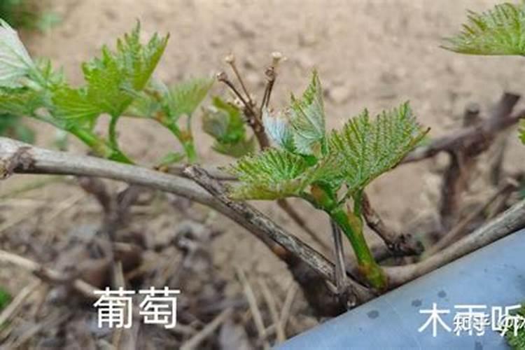 葡萄树冬季要施肥吗