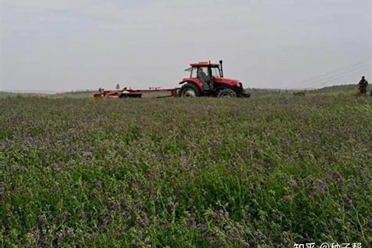 苜蓿打叶面肥用啥肥料