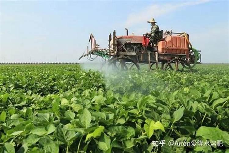 叶面肥原料性质有哪些？ 老菜棚里的秋彩椒轮作春丝瓜