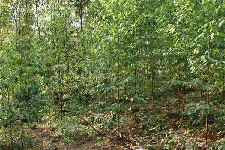 速生桉树施哪种肥最好