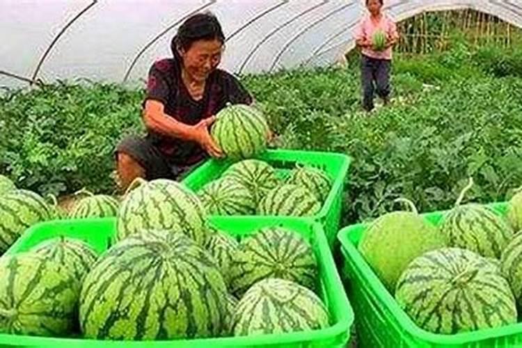 钾肥怎么用效果最好