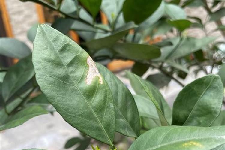 冬季脐橙留树保鲜要如何防冻？您知道吗？