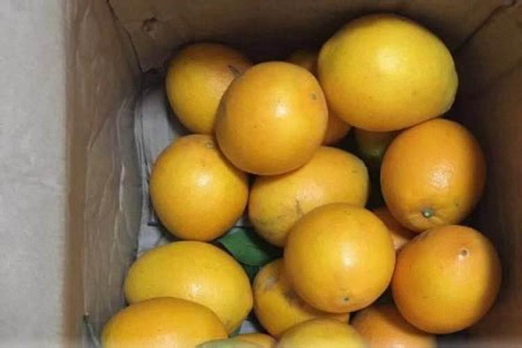 脐橙树冬季什么时候可以打芸苔素？