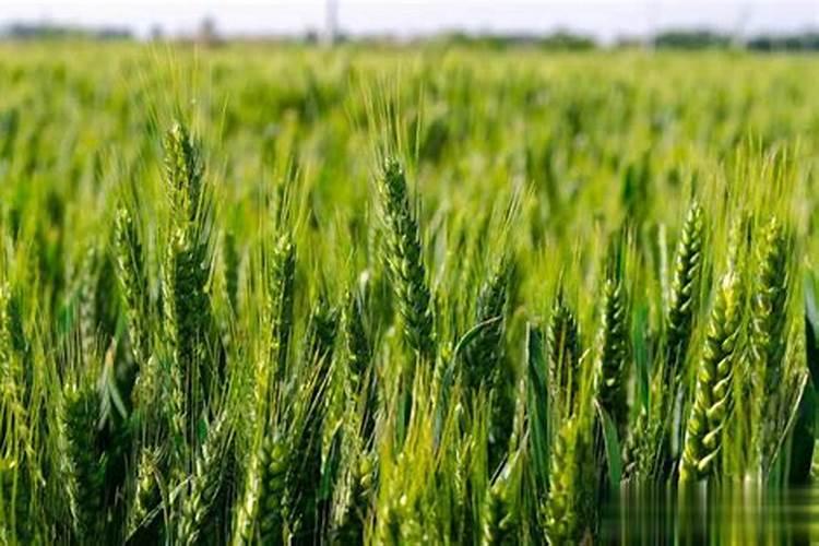 温室大棚西红柿如何施肥？叶面喷施注意事项