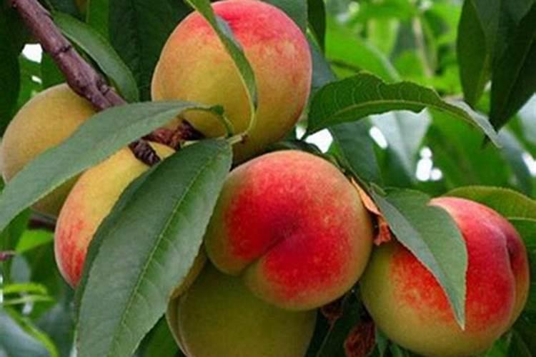 桃树春季施什么肥料最好