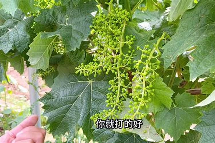 油菜种下去多久追肥最好