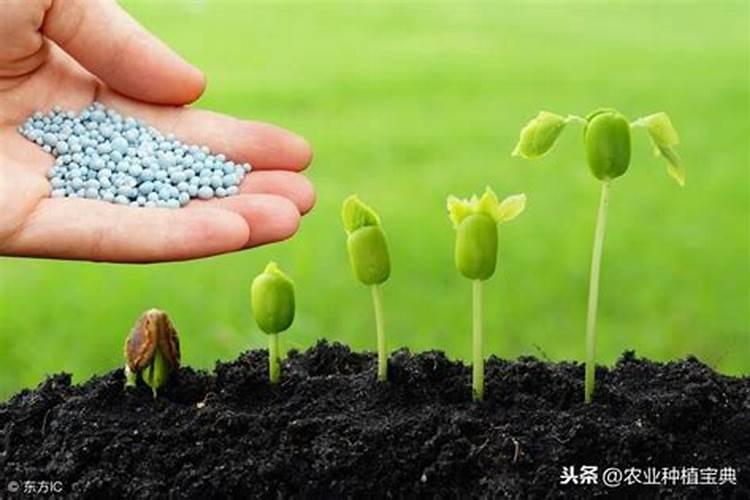 油菜种植需要什么肥料