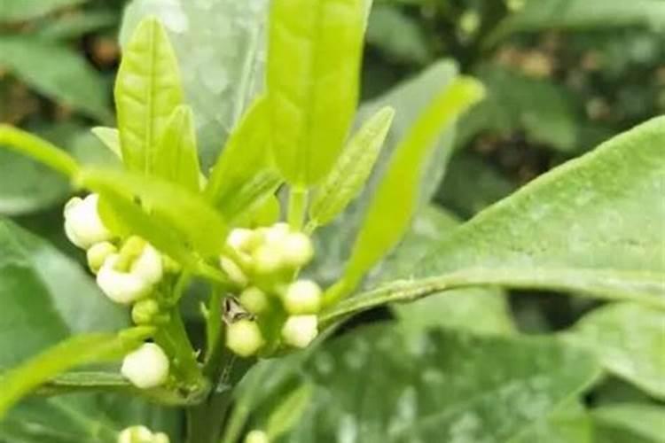 桉树用什么肥料最合适