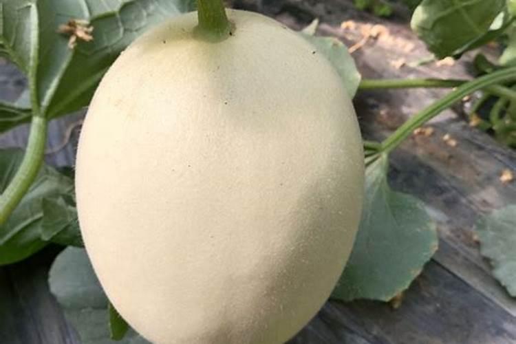 香瓜催甜怎样打甜蜜素