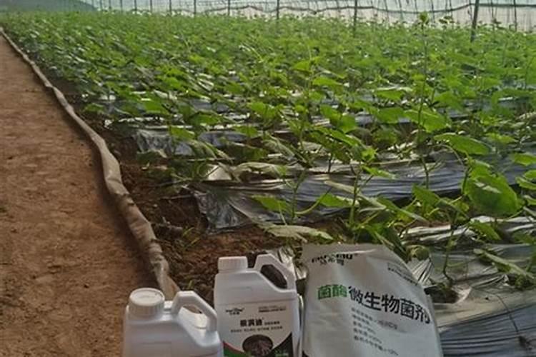 水养竹如何养才能更旺盛 水养竹怎么养才能更旺盛