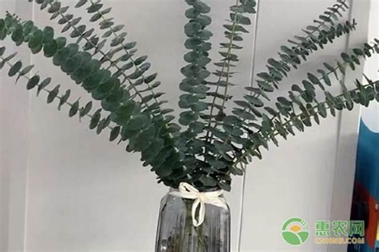 尤加利怎么种植,施什么肥长的快