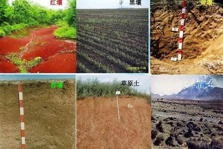 养红掌用什么肥料