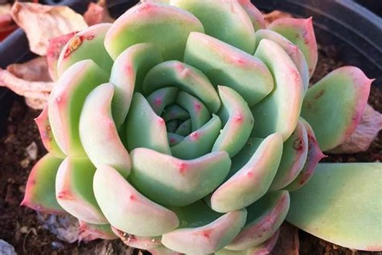 磷酸二氢钾养多肉效果