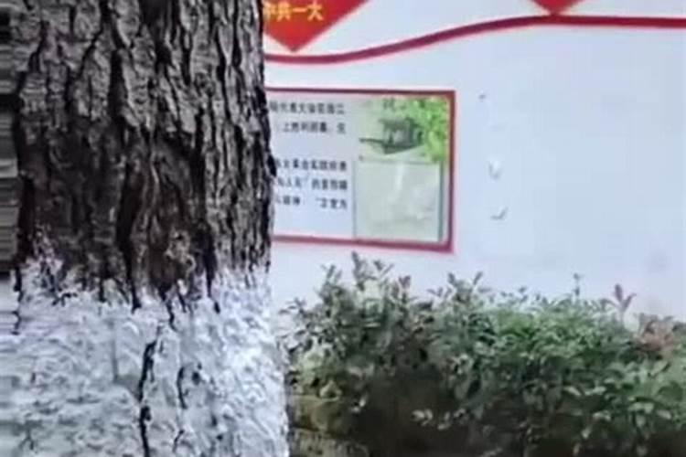 柚子树钾肥应该什么时候下