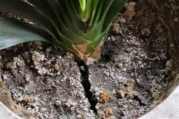 小区绿地被种菜,用什么物质能让土壤长不出菜来？