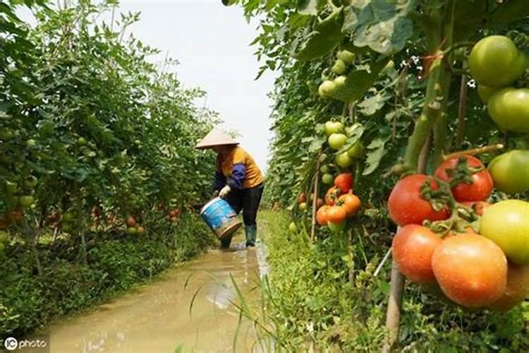 营养土可以种菜吗