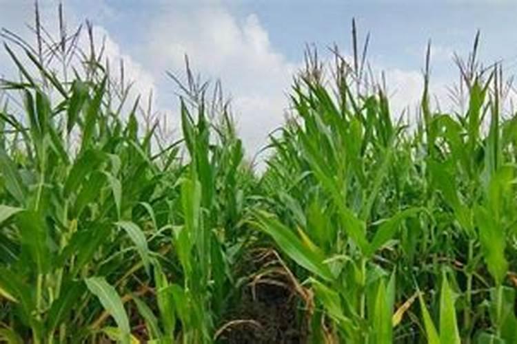 泥土太肥沃种菜不长怎么办？