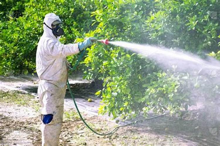 柠檬树补什么肥料最好