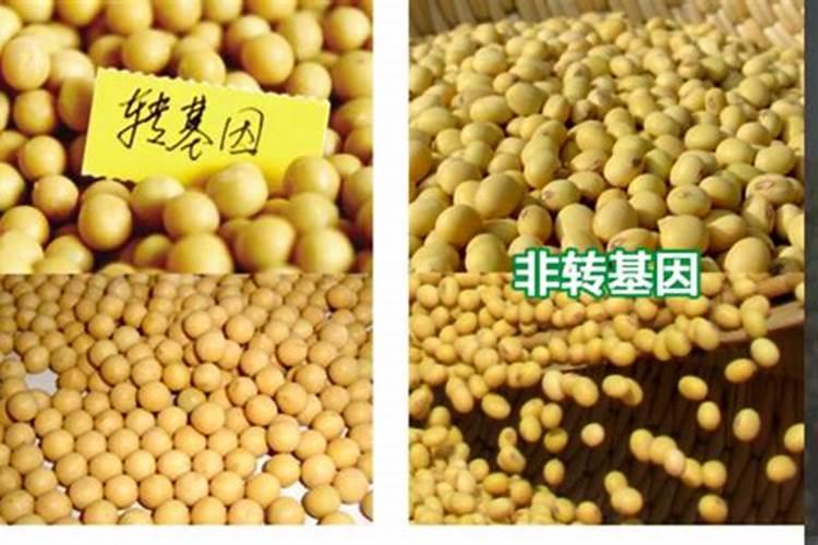 黄豆叶面肥什么时打合适