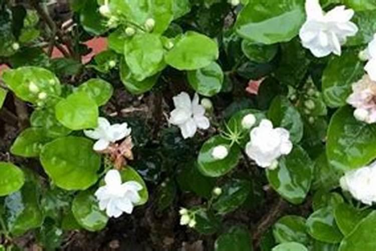茉莉花四季怎么施肥