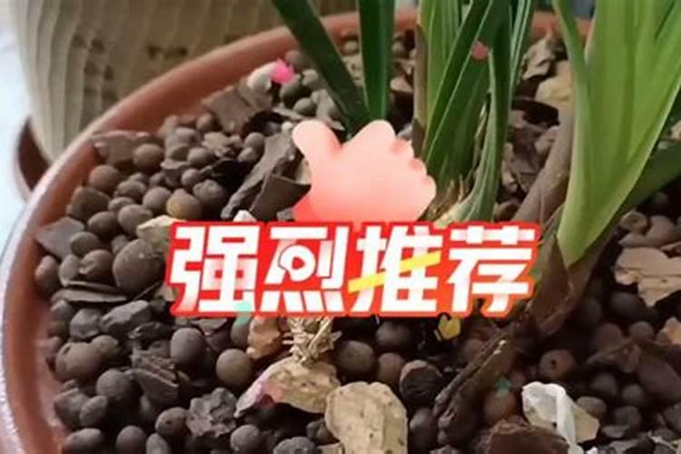 如何给仙人掌合理施肥