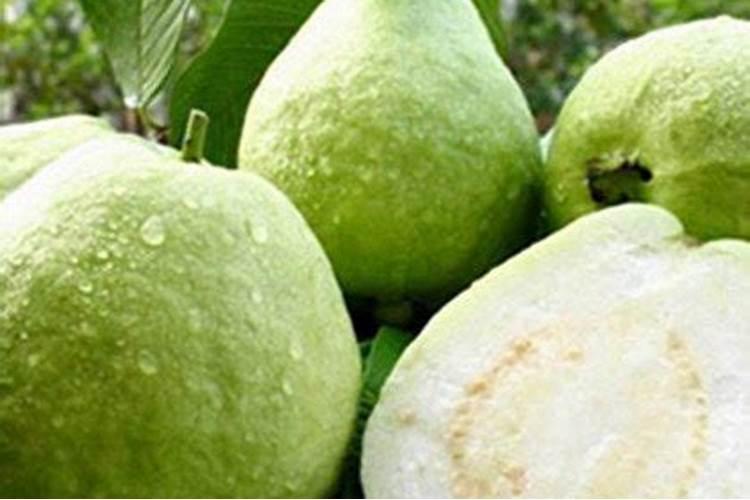 番石榴怎么施肥 番石榴施肥技巧总结