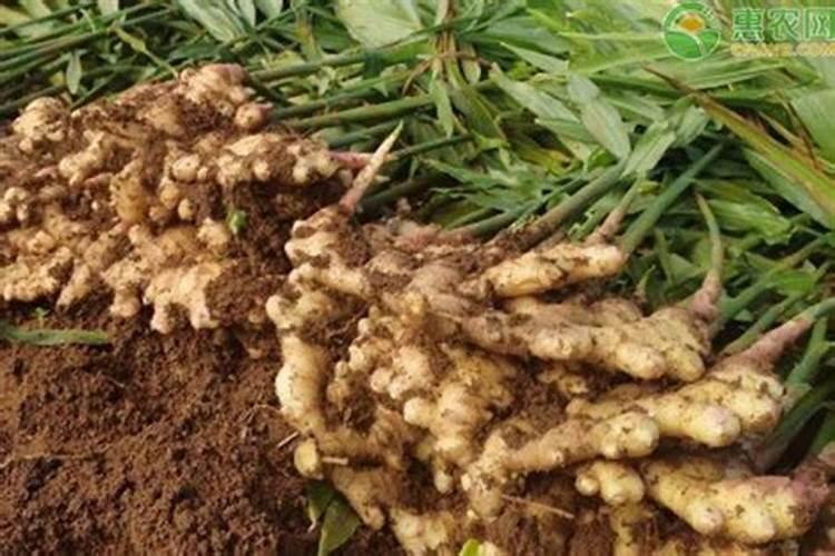 大姜后期冲施什么钾肥好